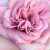 Rosa - viola - Rose Ibridi di Tea - Orchid Masterpiece